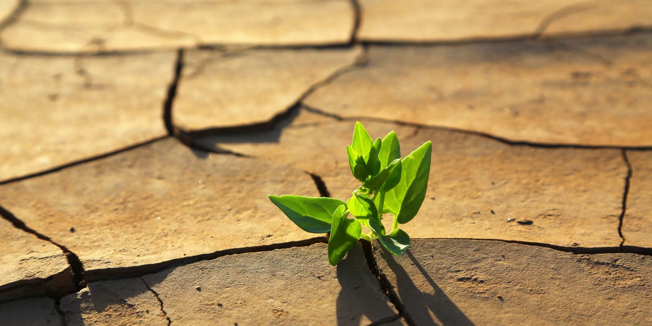 ¿Qué podemos hacer para frenar el cambio climático?