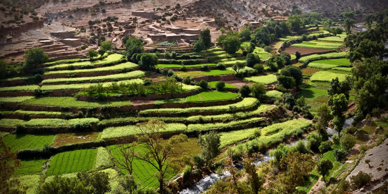 Desarrollo del cultivo de arroz en el Gharb (Marruecos)