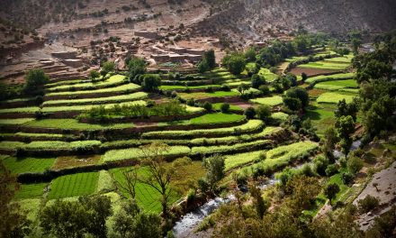 Desarrollo del cultivo de arroz en el Gharb (Marruecos)